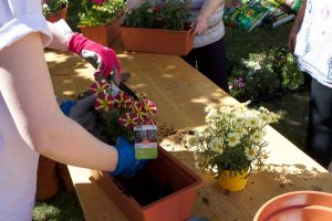 Bepflanzung von Blumenkästen, welche an Mieter verschenkt werden
