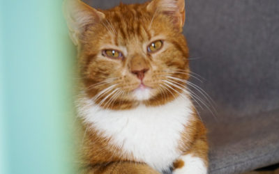 Haustiere in der Mietwohnung