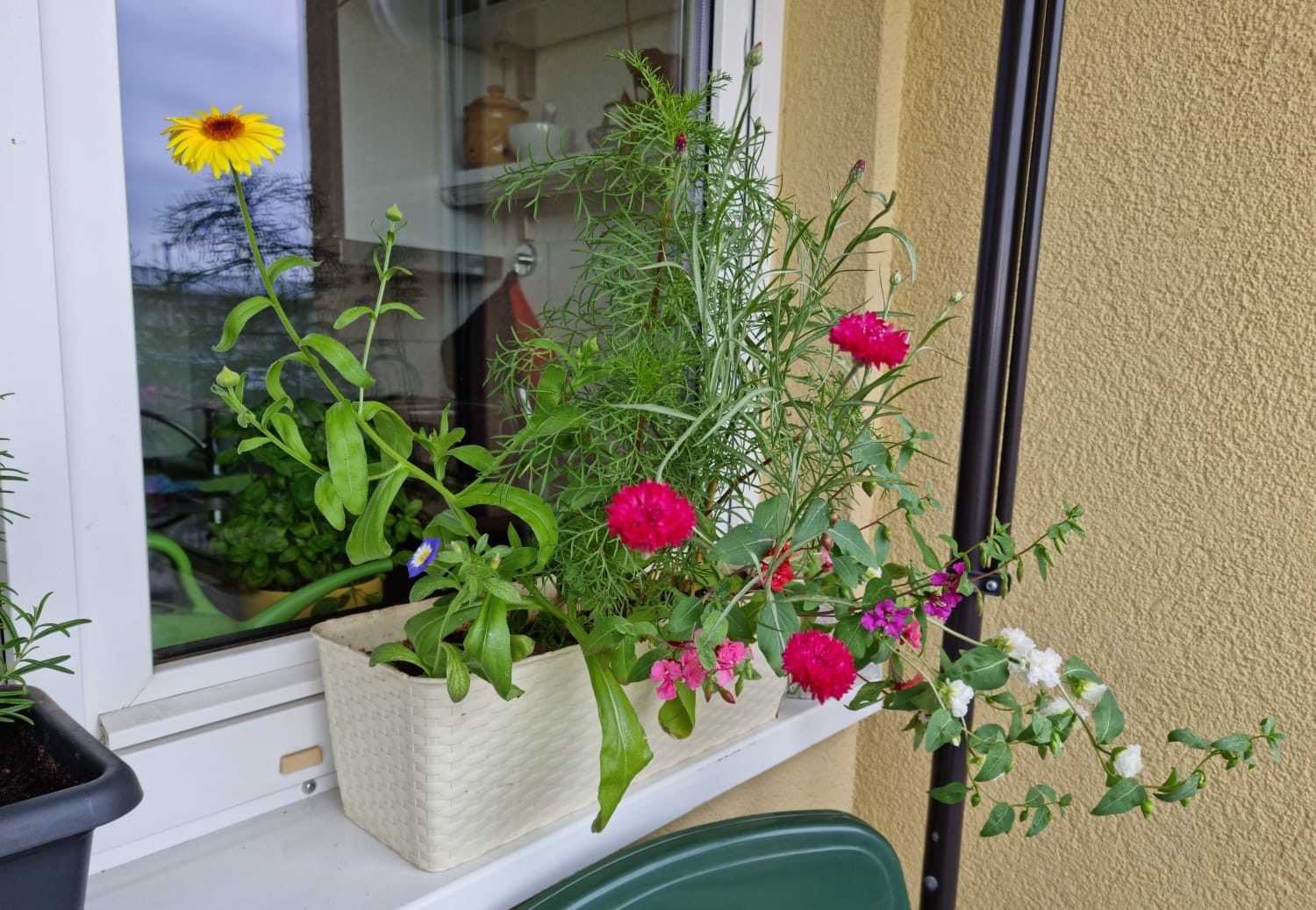 Pflanzen auf WOGETRA Fensterbrett