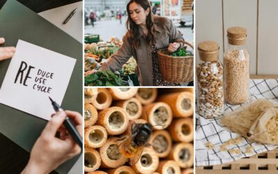 Nachhaltig leben im Alltag: Einfache Tipps für mehr Umweltbewusstsein in Leipzig